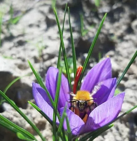 Tenuta La Scure La Cappella *