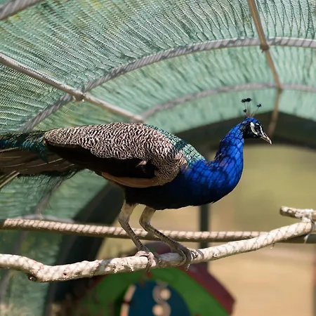 펜션 Tenuta La Scure La Cappella