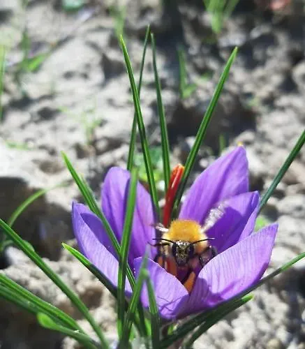 Tenuta La Scure La Cappella *