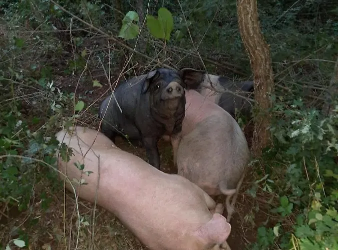 Dom wakacyjny Tenuta La Scure La Cappella