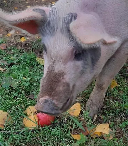 Tenuta La Scure La Cappella Dom wakacyjny *